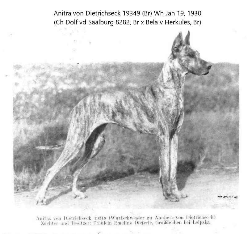 Anitia von Dietrichseck